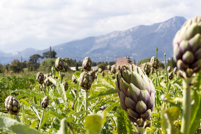 come coltivare carciofi, coltivazione carciofi
