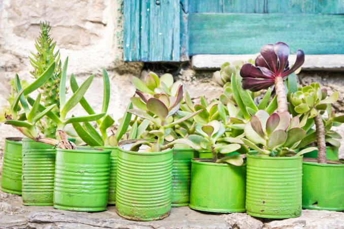 barattoli, piante grasse