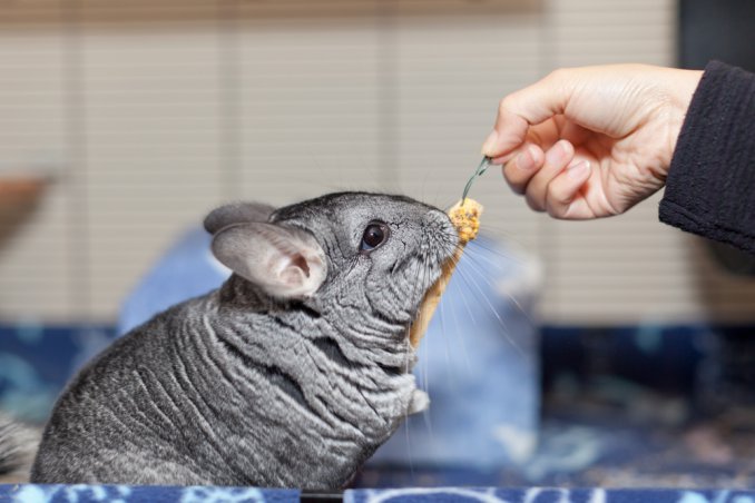 cincillà alimentazione, come alimentare cincillà