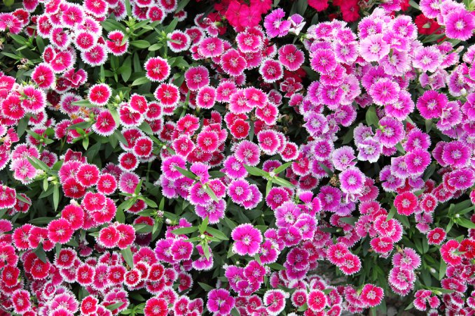 coltivare garofanino