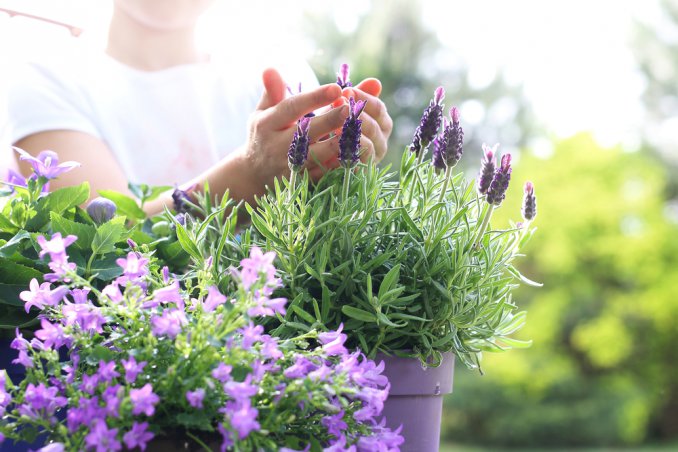 coltivare lavanda in vaso, coltivare lavanda balcone, coltivare lavanda, coltivare lavanda casa