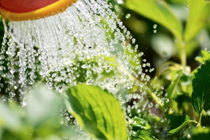 proteggere piante estate