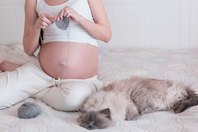 gravidanza, gatto