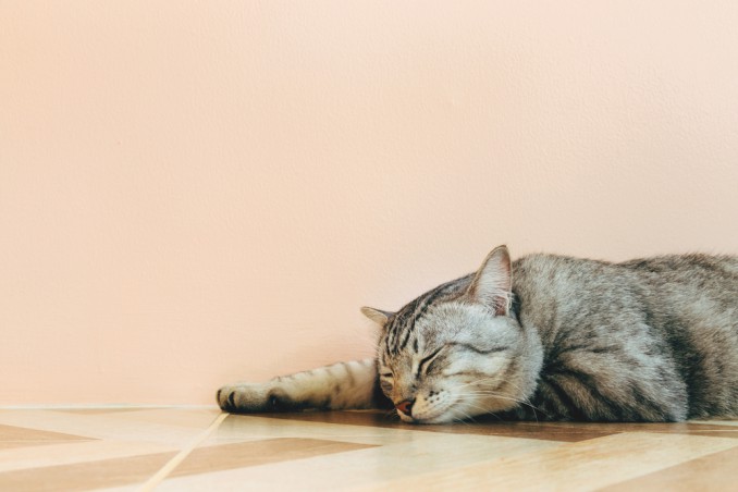 proteggere gatti caldo