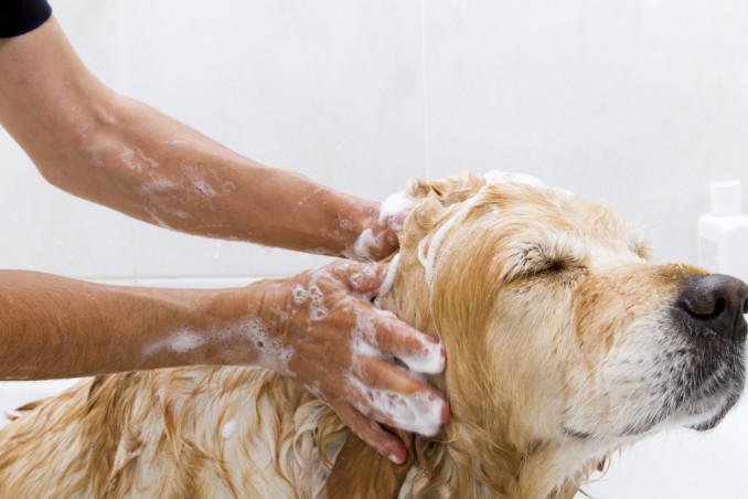shampoo per cani fatto in casa