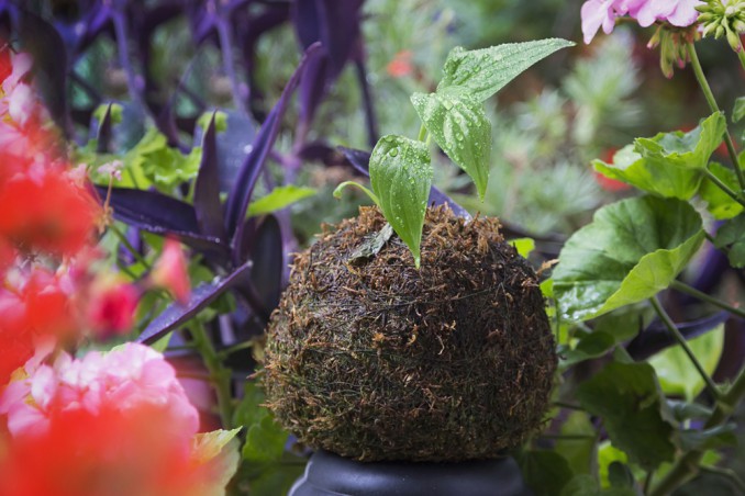 kokedama piante adatte