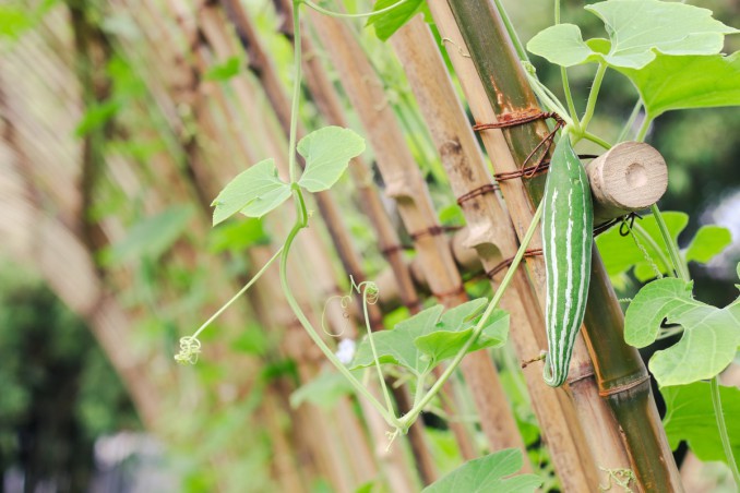 tenerumi, verdura, zucchina