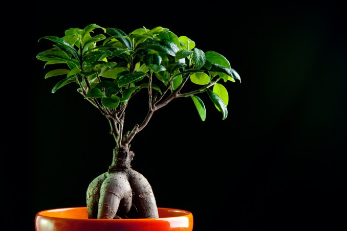 bonsai ginseng cura