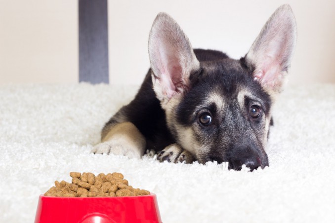 cucciolo, cane, mangiare