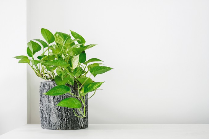 curare pothos, coltivare pothos, curare potos, coltivare potos