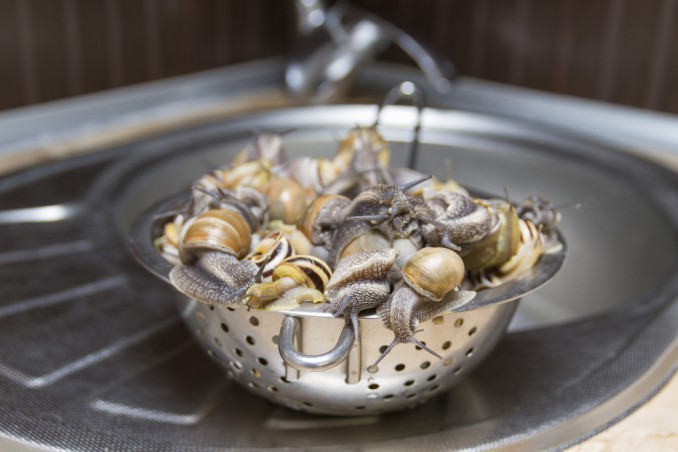 pulire lumache terra