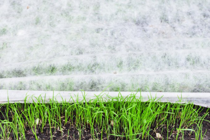 curare giardino inverno, giardinaggio inverno