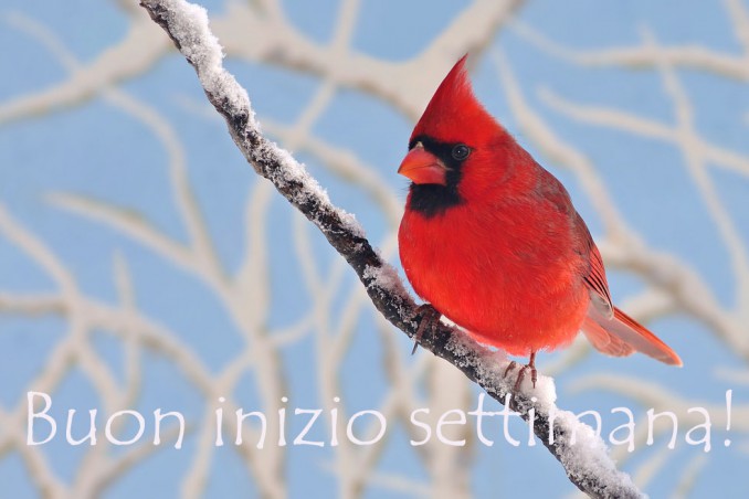 buon inizio settimana invernale, buon inizio settimana inverno, buon inizio settimana immagini