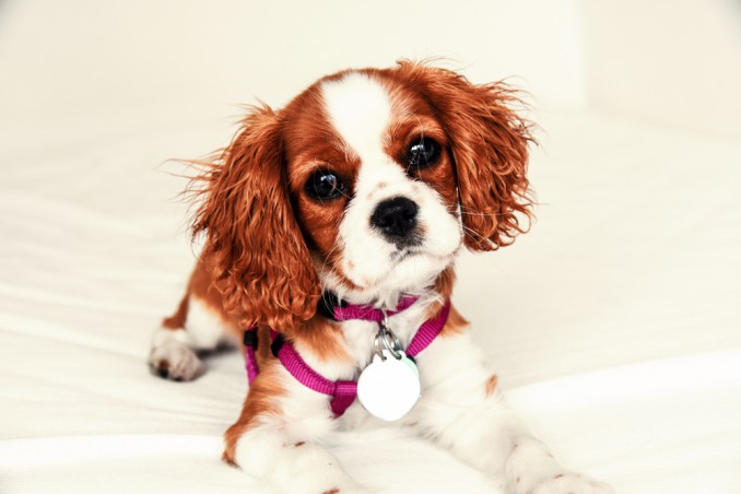 medaglietta pet fai da te