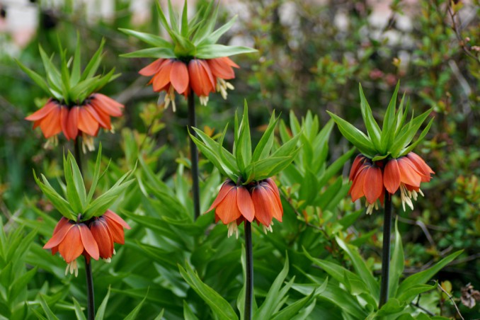 come coltivare fritillaria, coltivazione fritillaria, coltivare fritillaria