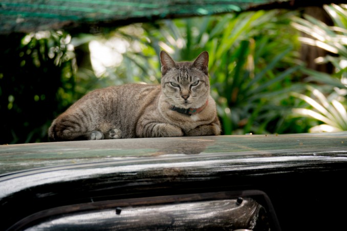  come allontanare gatti auto, gatti auto
