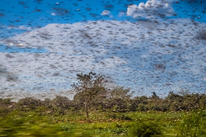sognare cavallette, sognare cavallette cosa significa
