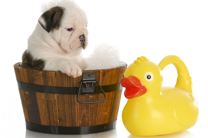 come lavare cucciolo