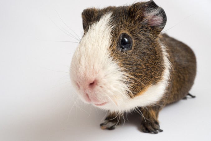 allevare cavia peruviana