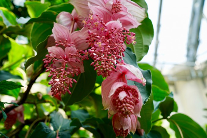 come curare medinilla, come coltivare medinilla
