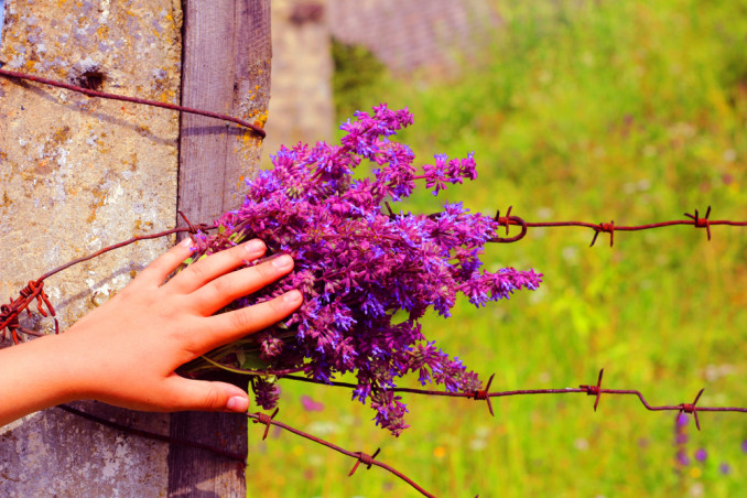giornata memoria poesie, giornata memoria