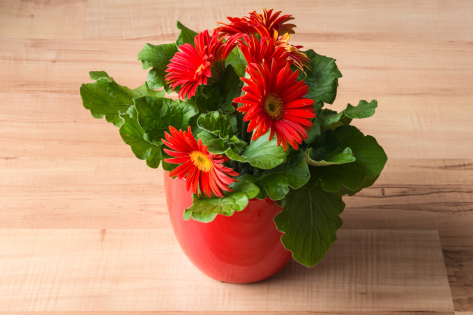 coltivare gerbera, cura gerbera
