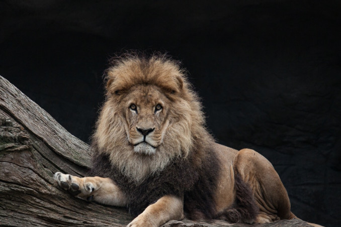 interpretazione sogni, leone insegue, significato