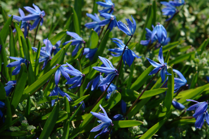 come coltivare scilla, coltivare scilla