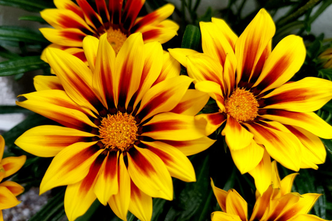 come coltivare gazania, coltivazione gazania