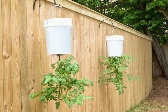 coltivare pomodori sospesi