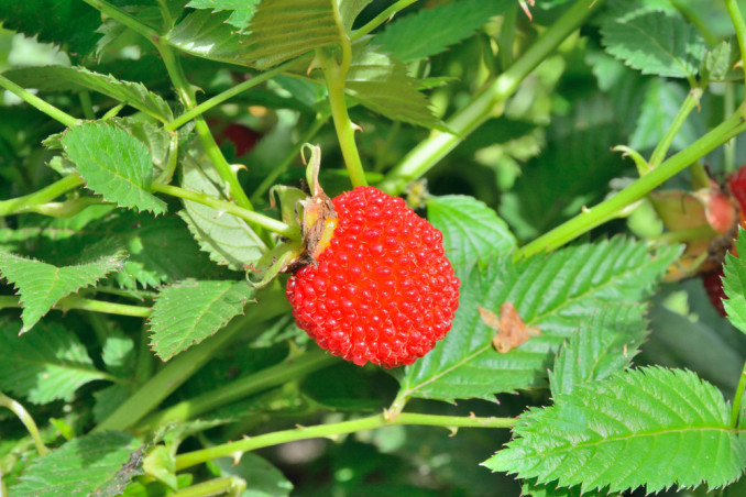 come coltivare lamponi 