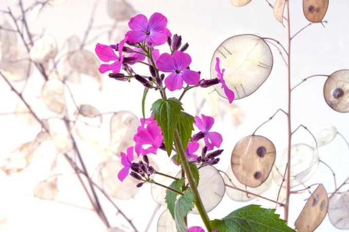 come coltivare lunaria, come coltivare monete del Papa