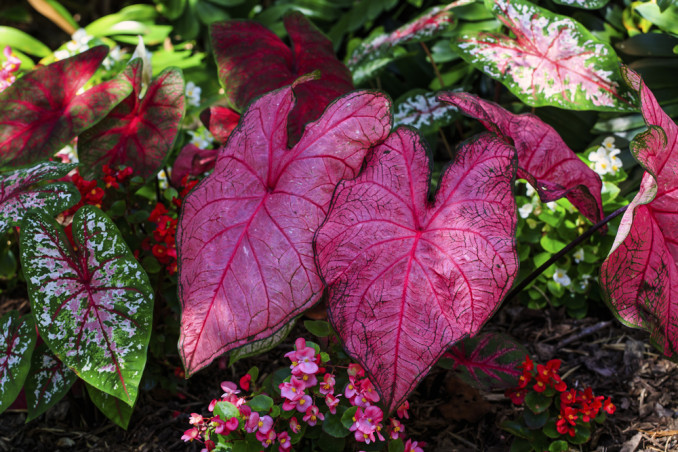come coltivare caladium, come coltivare caladio