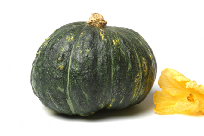 zucca delica proprieta