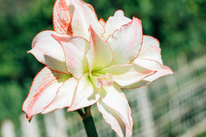 come coltivare hippeastrum , come coltivare l’ippeastro, coltivazione hippeastrum