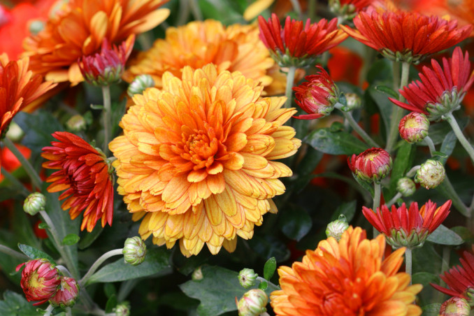 Fiori autunnali balcone 