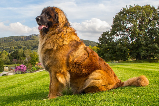 razze, cani, giganti