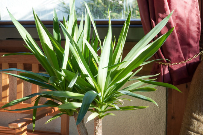 come coltivare yucca, coltivazione yucca