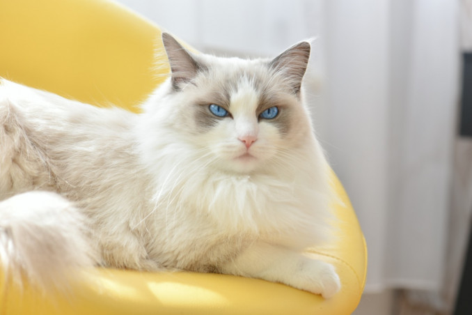 sognare, gatti, significato