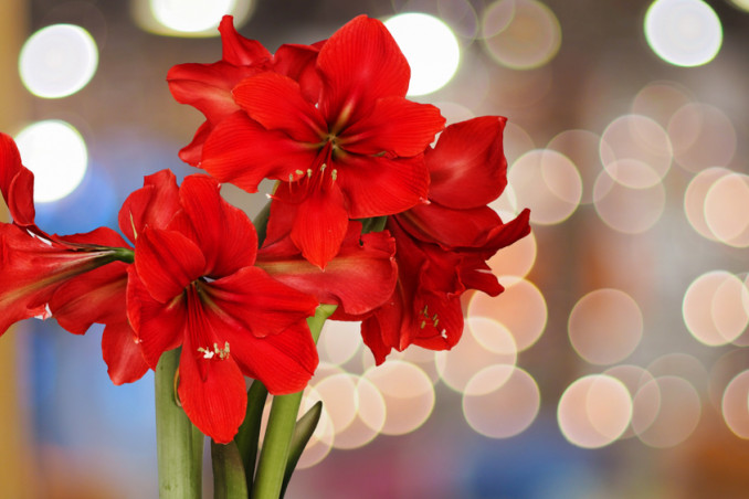 quali fiori coltivare natale, fiori natale