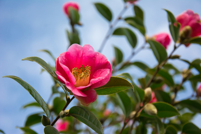 piante invernali con fiori, piante invernali, fiori invernali