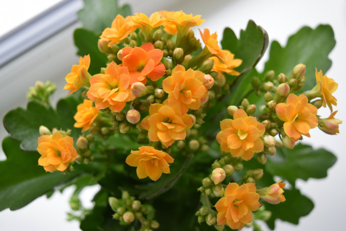 come curare kalanchoe, come coltivare kalanchoe