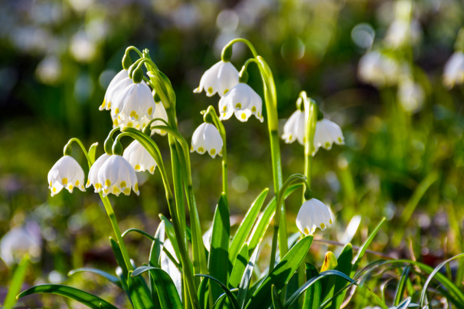 come coltivare campanellino, come coltivare leucojum