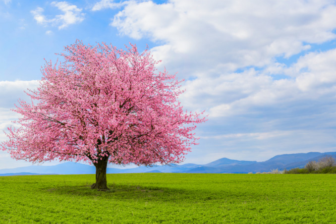 sfondi desktop paesaggi primaverili gratis, sfondi desktop primavera gratis 