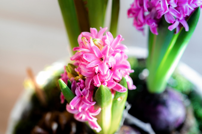 fiori primaverili profumati, fiori primavera profumati