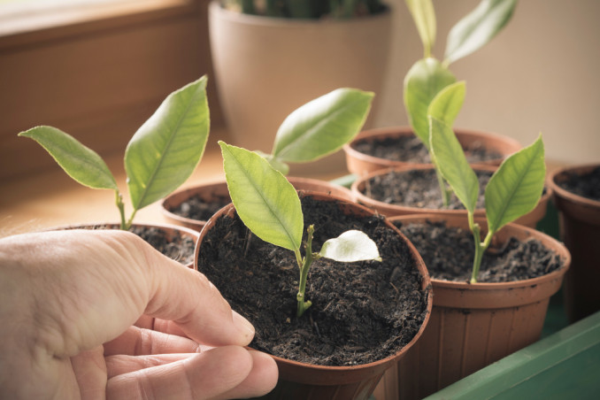 come piantare limone