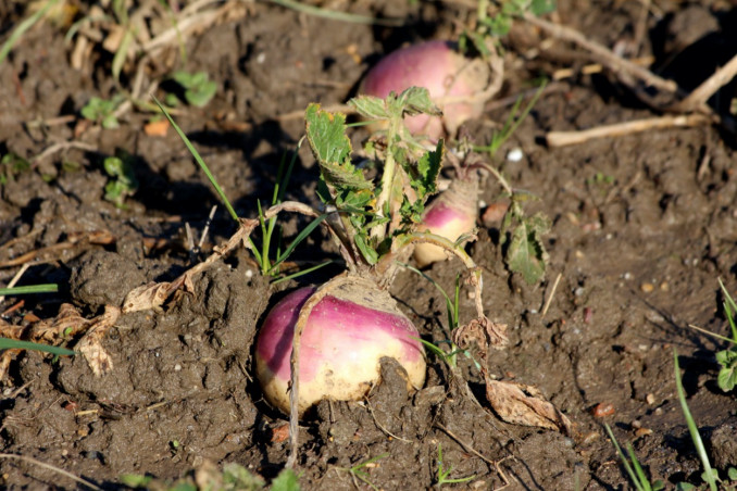 rutabaga, rapa svedese, come si cucina