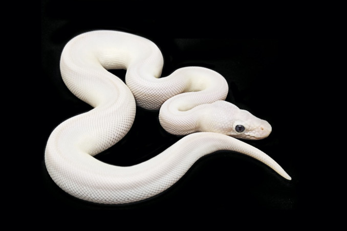 sognare, serpenti, interprtazione