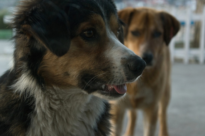 gelosia cane consigli