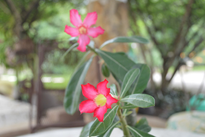 Rosa del deserto